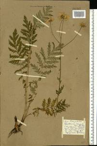 Tanacetum corymbosum subsp. corymbosum, Eastern Europe, Middle Volga region (E8) (Russia)