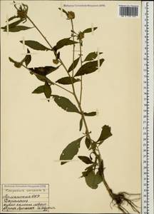 Carpesium cernuum L., Caucasus, Armenia (K5) (Armenia)