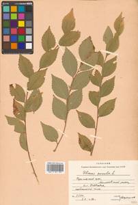 Ulmus pumila L., Siberia, Russian Far East (S6) (Russia)
