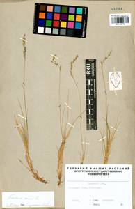 Festuca ovina L., Siberia, Baikal & Transbaikal region (S4) (Russia)
