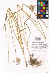 Allium tuberosum Rottler ex Spreng., Eastern Europe, Moscow region (E4a) (Russia)