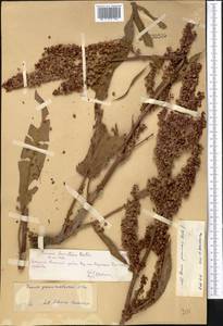 Rumex patientia subsp. tibeticus (Rech. fil.) Rech. fil., Middle Asia, Northern & Central Tian Shan (M4) (Kazakhstan)