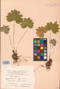 Primula matthioli subsp. matthioli, Eastern Europe, Eastern region (E10) (Russia)