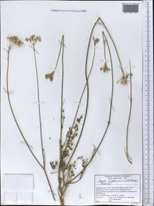 Seseli afghanicum (Podlech) Pimenov, Middle Asia, Pamir & Pamiro-Alai (M2) (Tajikistan)