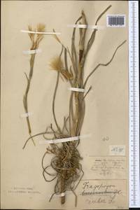 Tragopogon ruber S. G. Gmel., Middle Asia, Northern & Central Kazakhstan (M10) (Kazakhstan)