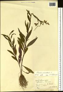 Senecio nemorensis L., Siberia, Russian Far East (S6) (Russia)