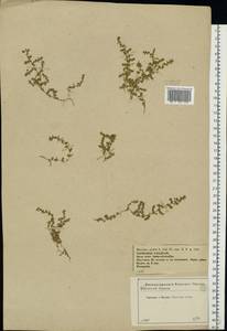 Herniaria glabra L., Eastern Europe, Central forest-and-steppe region (E6) (Russia)