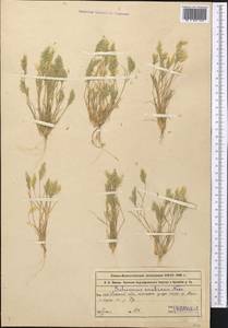 Schismus arabicus Nees, Middle Asia, Muyunkumy, Balkhash & Betpak-Dala (M9) (Kazakhstan)
