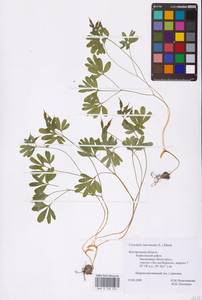 Corydalis intermedia (L.) Mérat, Eastern Europe, Central forest-and-steppe region (E6) (Russia)