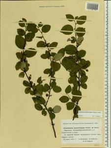 Cotoneaster melanocarpus G. Lodd., Eastern Europe, Middle Volga region (E8) (Russia)