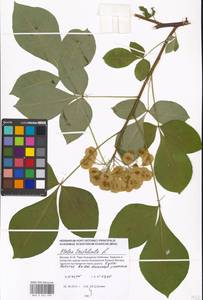 Ptelea trifoliata L., Eastern Europe, Moscow region (E4a) (Russia)