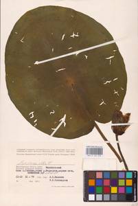 Nymphaea alba L., Eastern Europe, Lower Volga region (E9) (Russia)