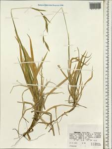 Poaceae, Africa (AFR) (Ethiopia)