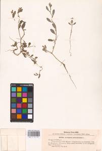 Halimione pedunculata (L.) Aellen, Eastern Europe, North Ukrainian region (E11) (Ukraine)