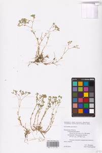 Scleranthus perennis L., Eastern Europe, Central region (E4) (Russia)