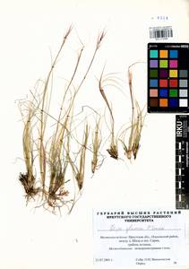 Stipa glareosa P.A.Smirn., Siberia, Baikal & Transbaikal region (S4) (Russia)