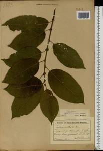 Salix caprea L., Eastern Europe, Belarus (E3a) (Belarus)