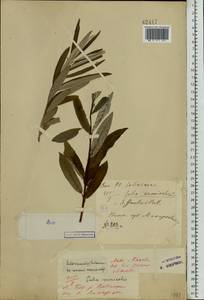 Salix viminalis L., Eastern Europe, Volga-Kama region (E7) (Russia)