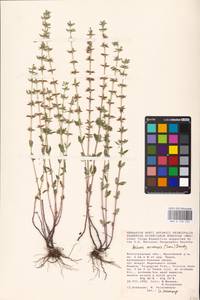 MHA 0 156 525, Clinopodium acinos (L.) Kuntze, Eastern Europe, Lower Volga region (E9) (Russia)