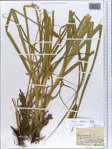 Carex otrubae Podp., Eastern Europe, Central forest-and-steppe region (E6) (Russia)
