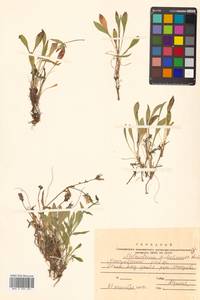 Silene sachalinensis F. Schmidt, Siberia, Russian Far East (S6) (Russia)