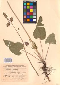 MHA 0 156 238, Salvia nutans L., Eastern Europe, Central forest-and-steppe region (E6) (Russia)