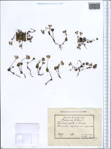 Androsace villosa L., Caucasus, Abkhazia (K4a) (Abkhazia)