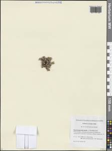 Stellaria longipes subsp. longipes, Siberia, Central Siberia (S3) (Russia)