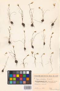 Gagea bulbifera (Pall.) Salisb., Eastern Europe, North Ukrainian region (E11) (Ukraine)