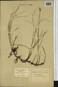 Carex divisa Huds., Western Europe (EUR) (Not classified)