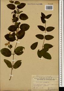 Lonicera japonica Thunb., Caucasus, Azerbaijan (K6) (Azerbaijan)