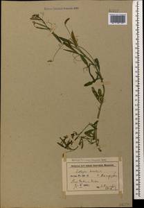 Lathyrus hirsutus L., Caucasus, Azerbaijan (K6) (Azerbaijan)