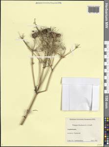 Prangos ferulacea (L.) Lindl., Caucasus, Azerbaijan (K6) (Azerbaijan)