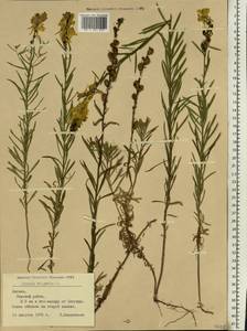 Linaria vulgaris Mill., Eastern Europe, Latvia (E2b) (Latvia)