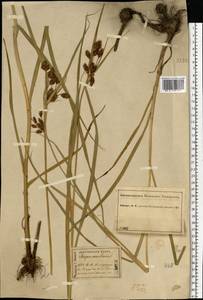 Bolboschoenus maritimus (L.) Palla, Eastern Europe, Central forest region (E5) (Russia)
