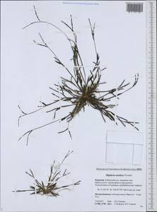 Digitaria ischaemum (Schreb.) Muhl., Siberia, Baikal & Transbaikal region (S4) (Russia)