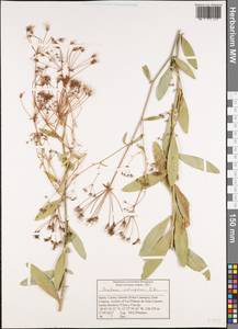 Bupleurum salicifolium Sol. ex Lowe, Africa (AFR) (Spain)