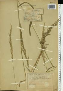 Calamagrostis arundinacea (L.) Roth, Eastern Europe, Lower Volga region (E9) (Russia)