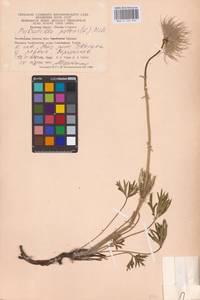 Pulsatilla patens (L.) Mill., Eastern Europe, Eastern region (E10) (Russia)