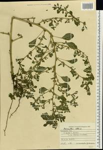 Amaranthus albus L., Eastern Europe, West Ukrainian region (E13) (Ukraine)