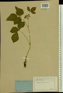 Rubus saxatilis L., Eastern Europe, Moscow region (E4a) (Russia)