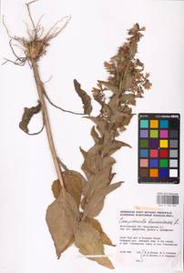 Campanula bononiensis L., Eastern Europe, Lower Volga region (E9) (Russia)