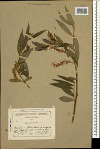 Salix excelsa J. F. Gmel., Caucasus, Georgia (K4) (Georgia)