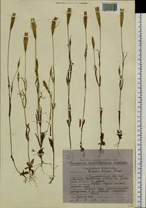 Gentianopsis barbata, Siberia, Chukotka & Kamchatka (S7) (Russia)