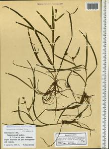 Sparganium natans L., Eastern Europe, Northern region (E1) (Russia)