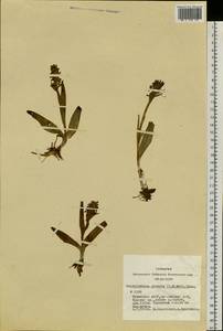 Dactylorhiza incarnata subsp. cruenta (O.F.Müll.) P.D.Sell, Siberia, Altai & Sayany Mountains (S2) (Russia)