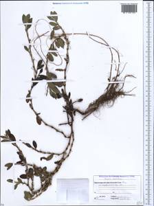 Polygonum mesembricum Chrtek, Caucasus, Abkhazia (K4a) (Abkhazia)
