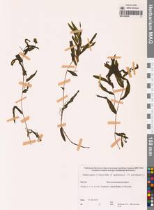 Potamogeton × nitens Weber, Siberia, Yakutia (S5) (Russia)