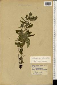 Lithospermum officinale L., Caucasus, Georgia (K4) (Georgia)