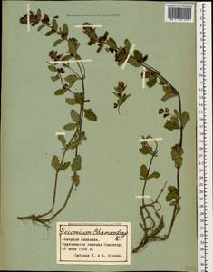 Teucrium chamaedrys L., Caucasus, Stavropol Krai, Karachay-Cherkessia & Kabardino-Balkaria (K1b) (Russia)